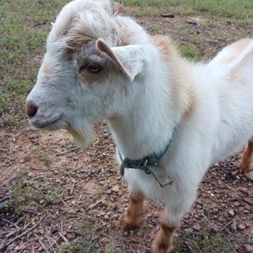 White billy goat in pasture