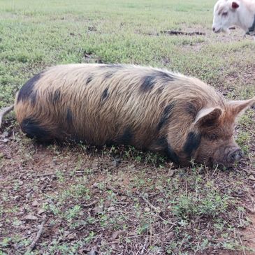 Kune Kune sow pig in pasture