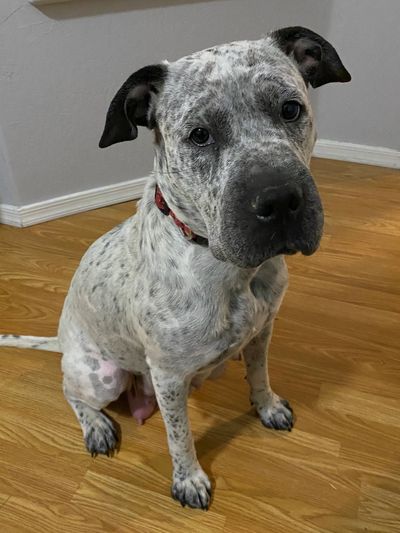 Black and white speckled pit mix dog sitting
