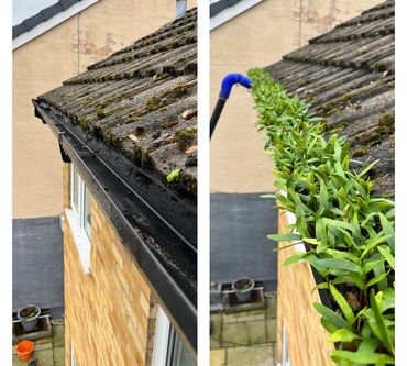 Before and after gutter clearance showing the removal of heavy moss build-up from residential gutter