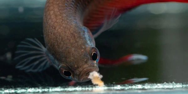 A small fish eating fish pellets off of a surface under water.