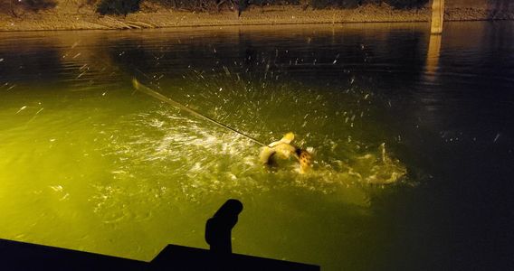 Bowfishing at its best