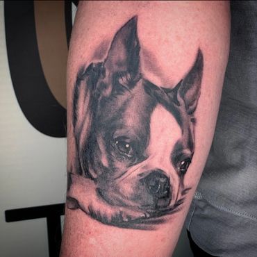 black and gray realism Boston terrier dog pet portrait tattoo