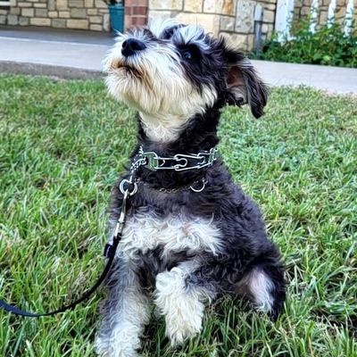 dog training without e-collar, no electronic collar dog trainer prong collar training pinch collar