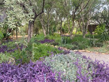 A lush garden with purple and green plants under tall trees.