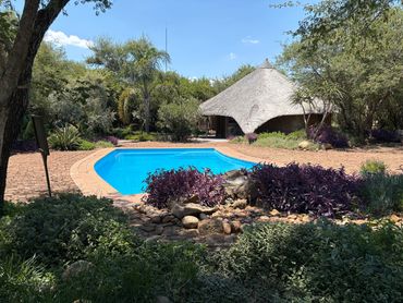 A bright blue pool surrounded by lush greenery and a thatched-roof hut.