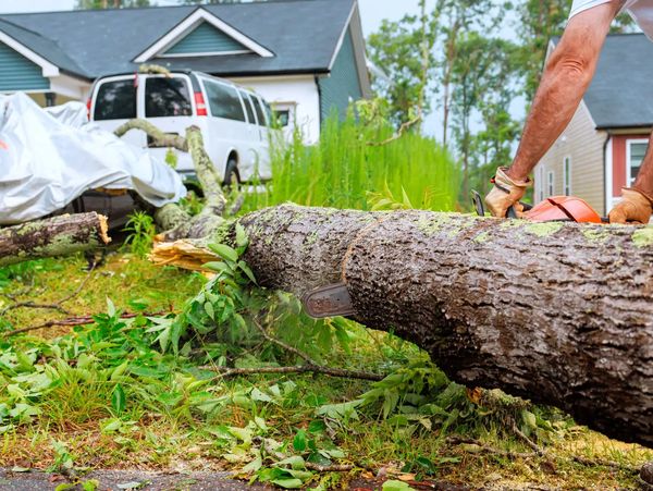 Cut tree trunk on a residential lawn