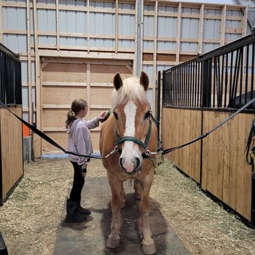 A student is brushing our lesson pony.