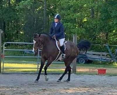 Rider in formal attire on a brown horse in an outdoor arena.
