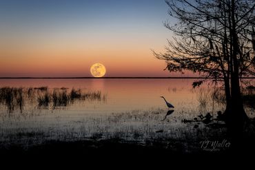 Egret Watching the Wolf Moon Rise (0064D850)