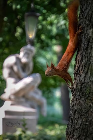 Eurasian Red Squirrel Greeting in Warsaw (0275D500)