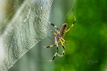 Golden Silk Orb-weaver Web Repairs (8702D500)