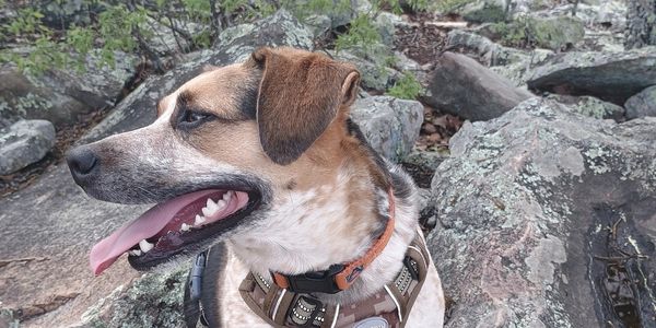 Dog panting with tongue out among rocks.