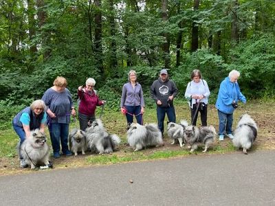 Seven people with their fluffy Keeshond dogs in a park.