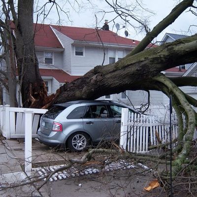Fallen tree over a car