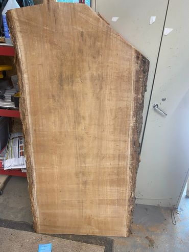 American Elm $250