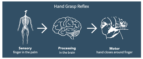 Hand grasp reflex- showing the nervous system for sensory- brain from processing- hand grasping