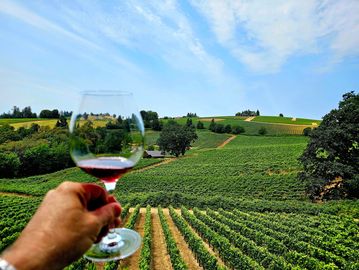 Hand holding a glass of red wine overlooking a lush vineyard landscape.