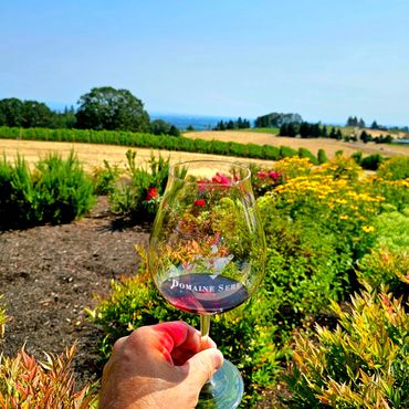 Hand holding a Domaine Serene red wine glass, overlooking a sunlit vineyard in Oregon.