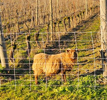 A brown sheep stands behind a wire fence in a vineyard.  #DomaineWillamette
