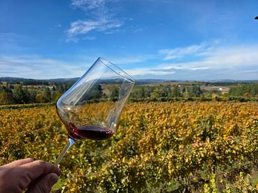 Views of fall from Ponzi Vineyards