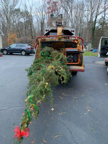 Christmas tree decorated with lights and a bow being fed into a wood chipper.