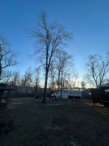 Tree service truck parked near tall leafless trees at dusk.