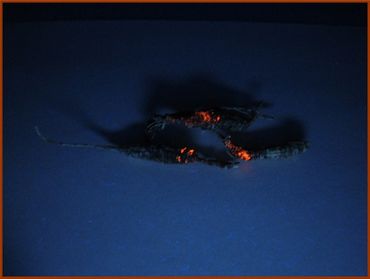 Ginseng illegally taken from the Great Smoky Mountains National Park glows under UV light.
