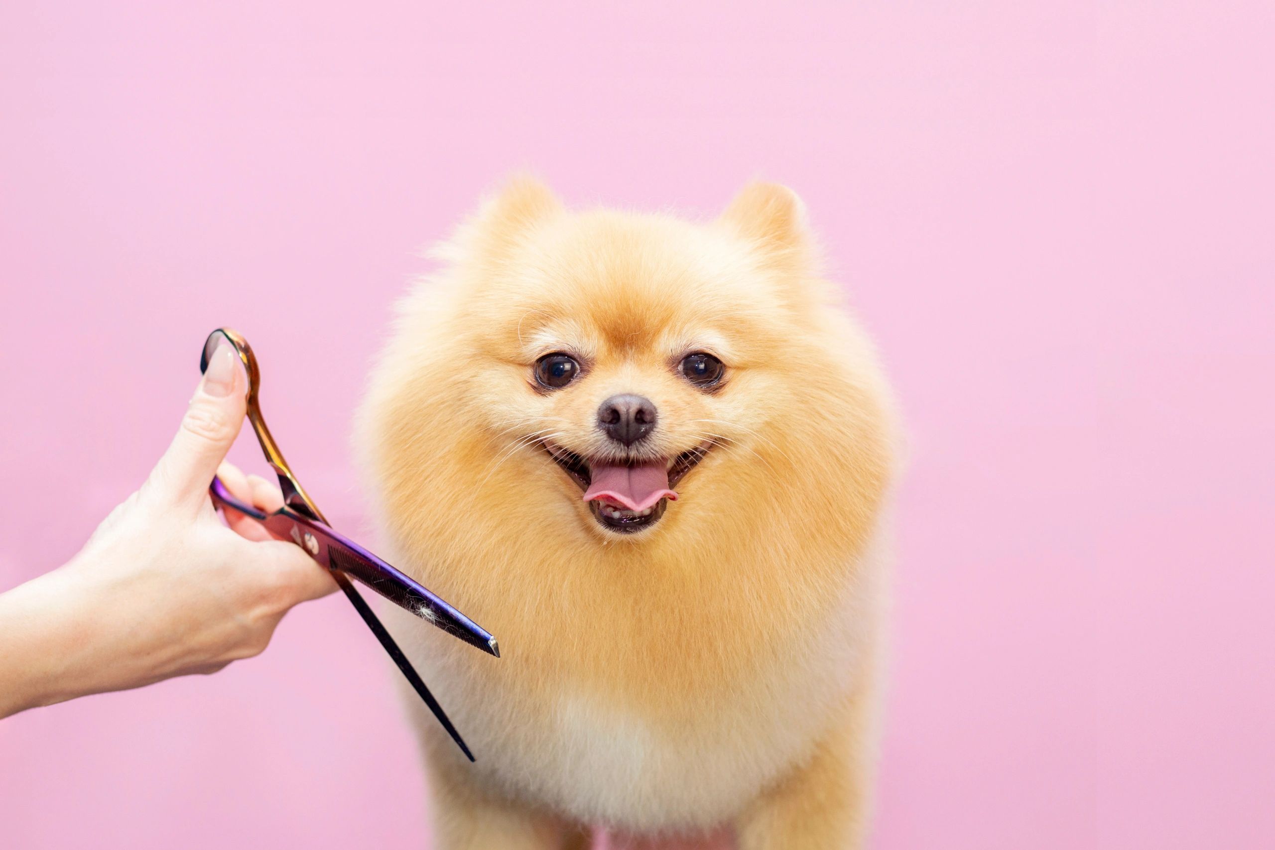 The Puppy Empire: Dog Grooming  Pet groomer in Flowery Branch, GA