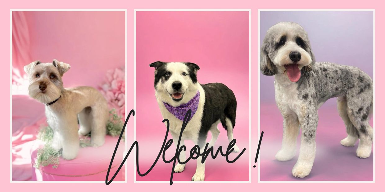 Three dogs after full groom.