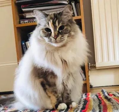 A fluffy cat sitting down.