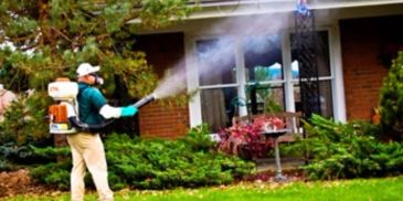 Person spraying pesticide in garden area outside house.