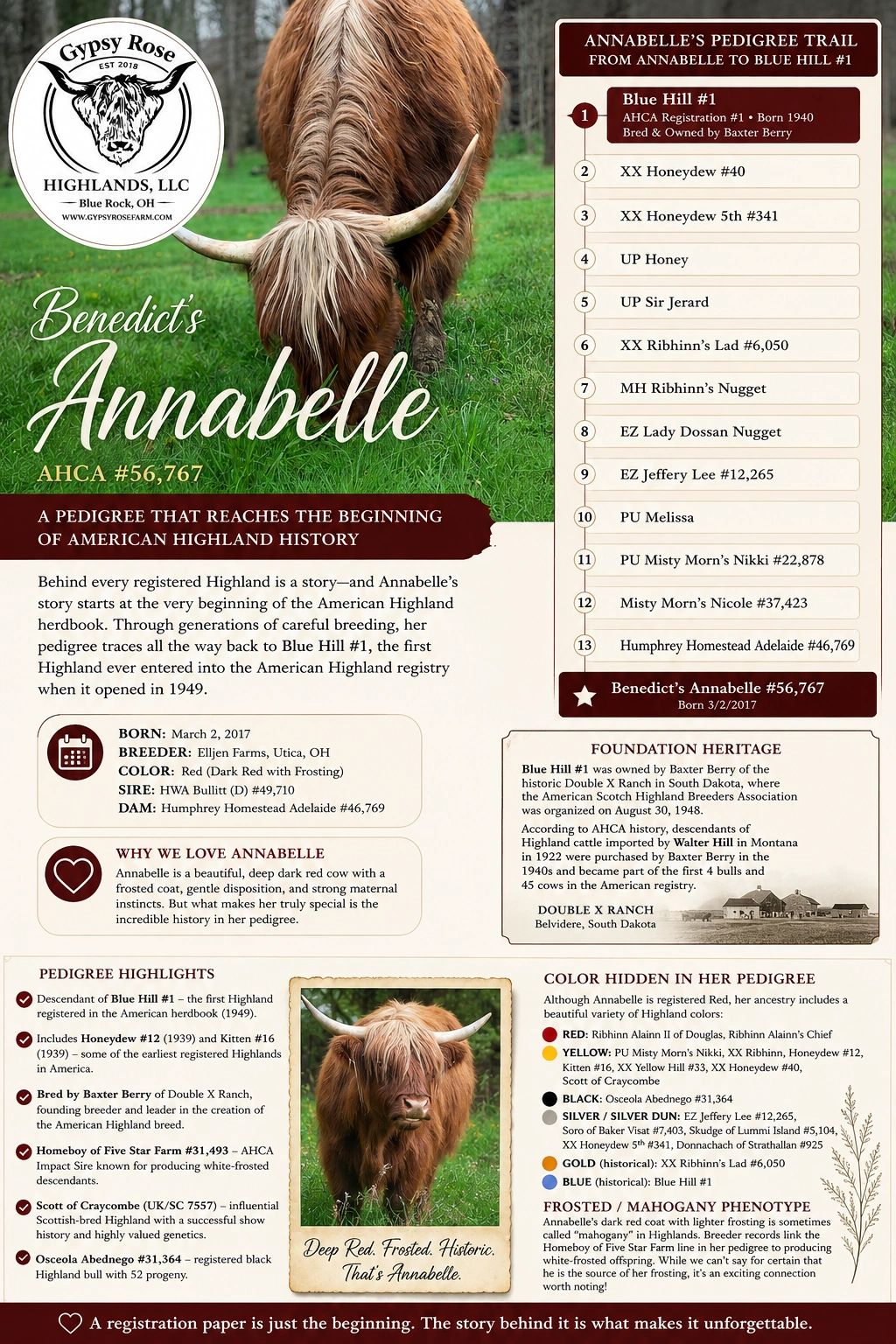 Benedict's Annabelle AHCA registered cow lineage and history
