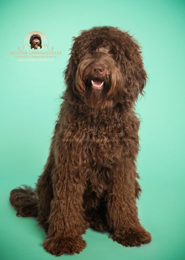 chocolate labradoodle