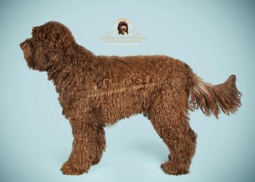 labradoodle