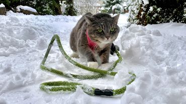 Rocks2Cats?
Pepper trying out a Rocks2Dogs leash in the snow!