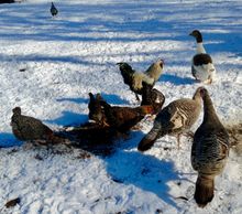 chickens, free range, heritage birds, turkeys, geese, turkey, goose, snow on farm