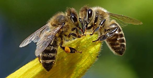 Bee swarm Bee swarm collection Bee control Pest control bees Herefordshire bees Bee poison