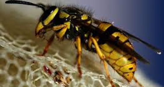 Wasp nest removal Wasp guys Wasp killer Wasp poison Wasp control Pest control wasps Herefordshire