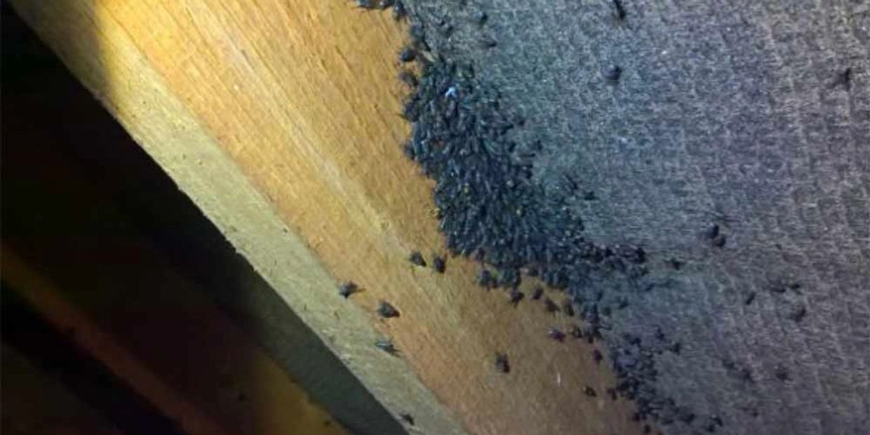 Swarm of black insects on wooden surface.