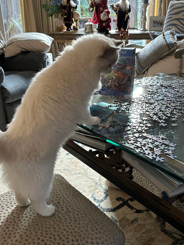 Picture of Ragdoll with a puzzle