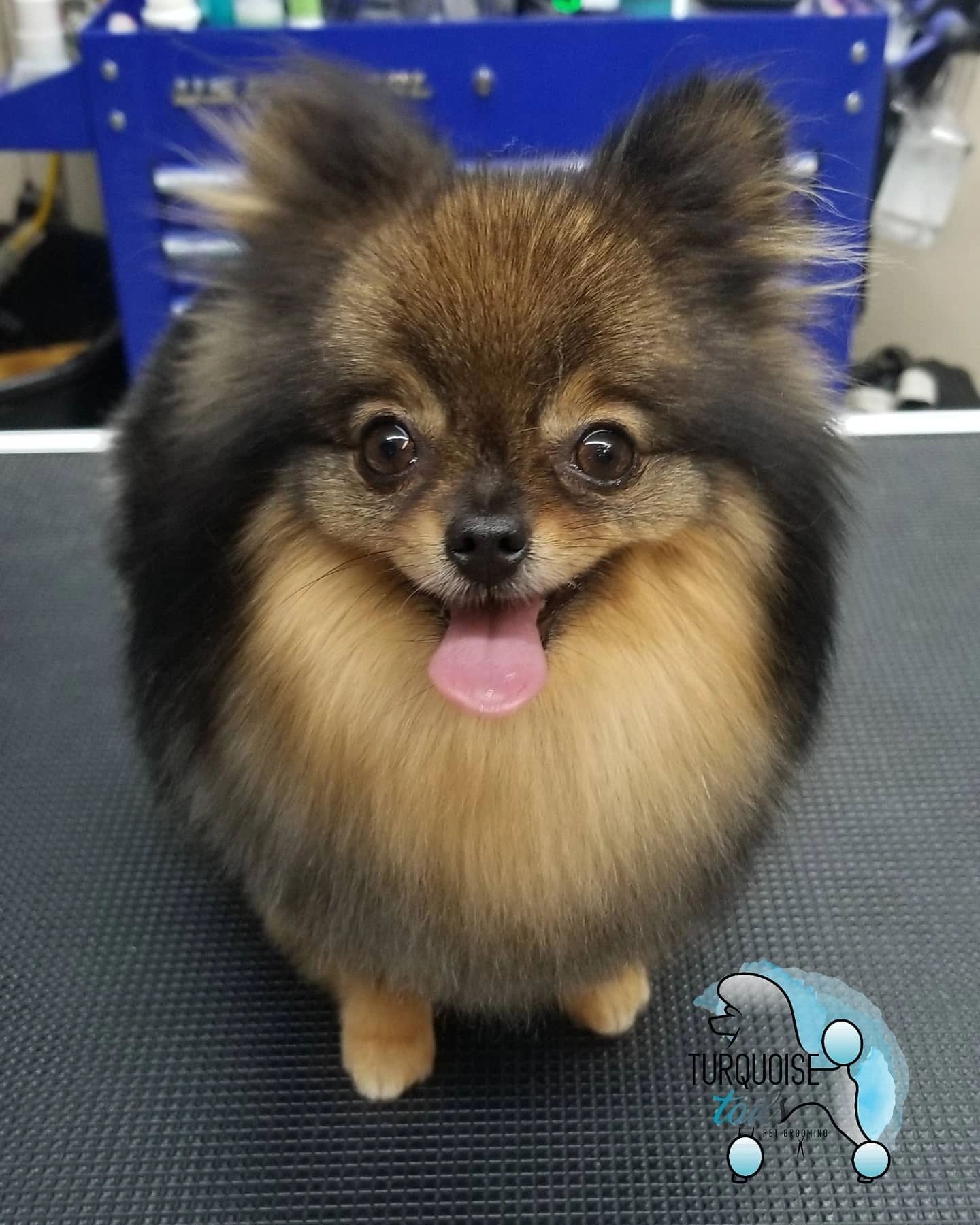 Turquoise Tails Pet Grooming Pet Groomer Yuma, Arizona Turquoise Tails Pet Grooming