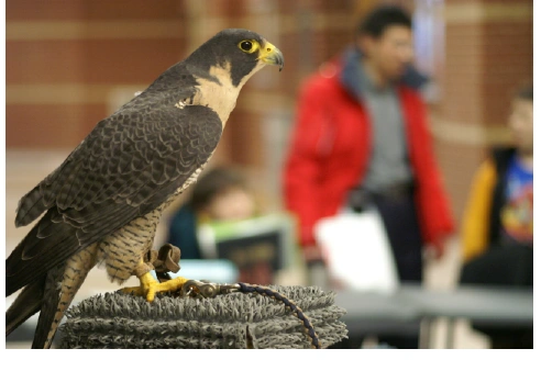 Roxy, one of Raptor Rehab's education birds, watches over the Science Fair (photo by T.Brusate)
