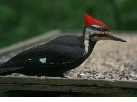 Pileated Woodpecker (photo by T.Brusate)
