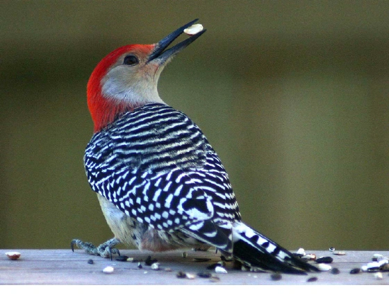 Red-Bellied Woodpecker (photo by G.Roddy)