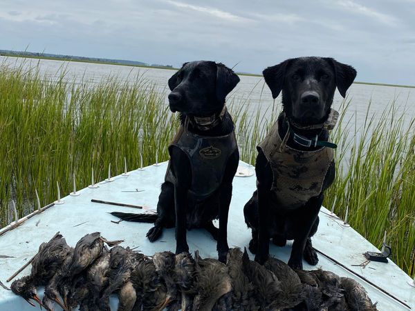 Dogs with the marsh hens that they retrieved on a cast and blast charter.