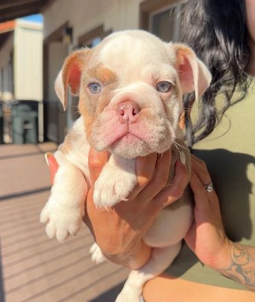 English Bulldog Puppy