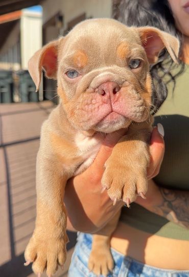 Lilac and Tan English Bulldog Puppy