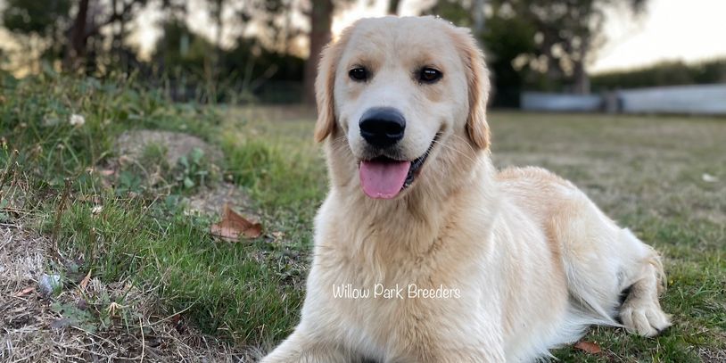 Golden Retriever