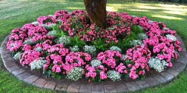 Pink and white flowerbed.